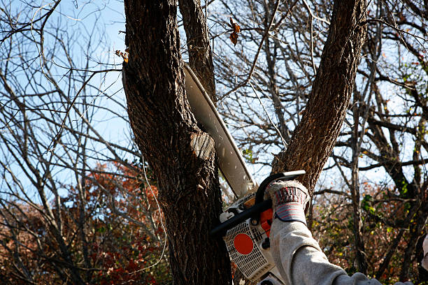 Reliable Long Branch, VA Tree Removal Services Solutions