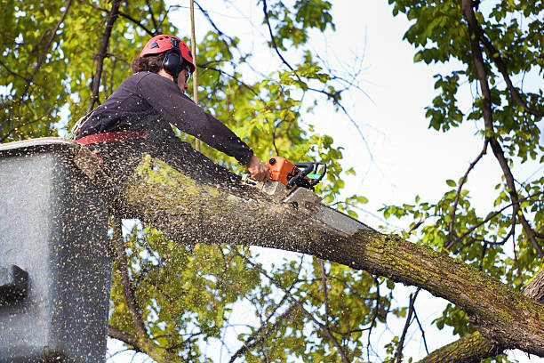 Best Leaf Removal  in Long Branch, VA