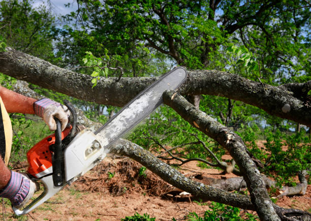  Long Branch, VA Tree Removal Services Pros